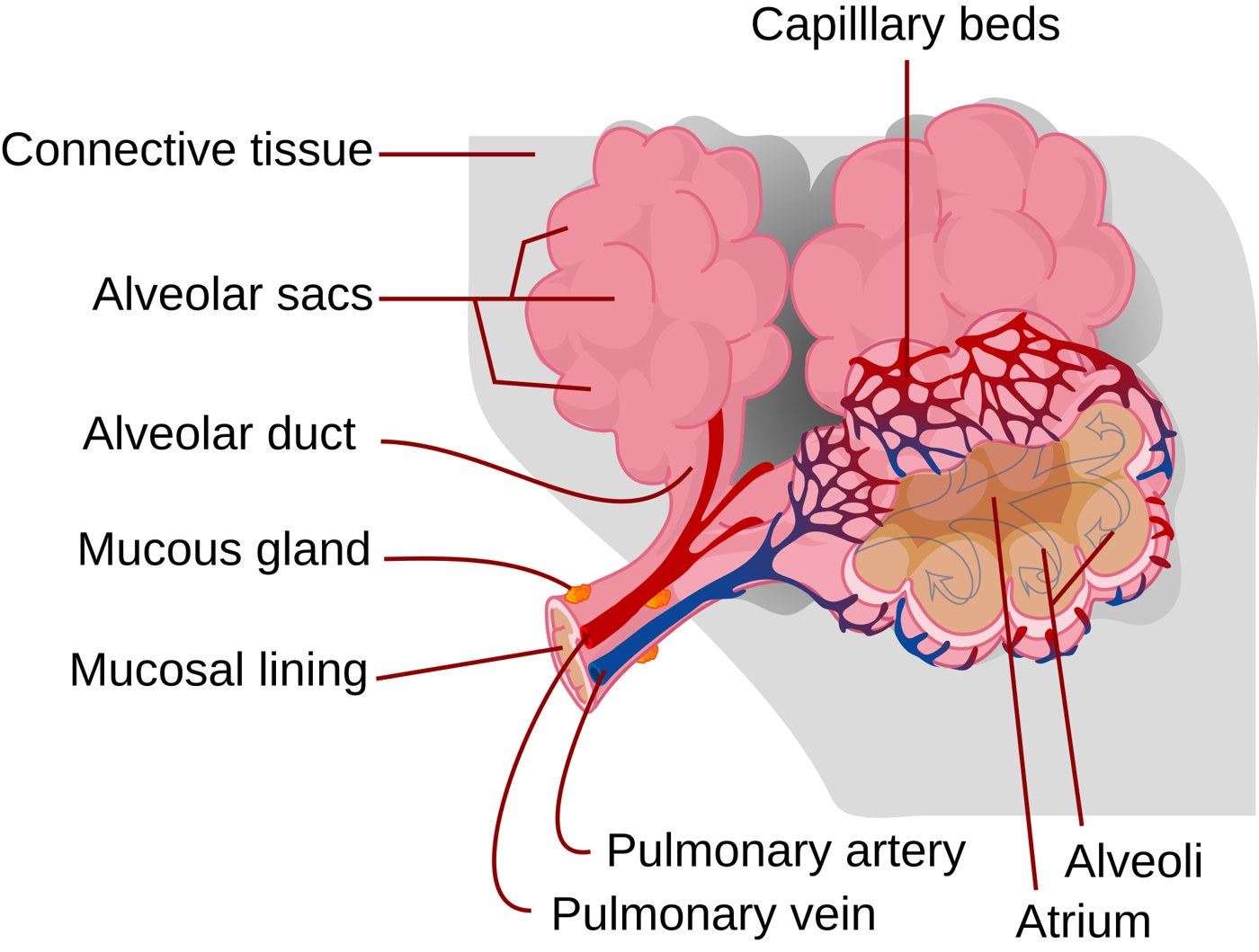 Labeled figure of alveoli wrapped in capillary beds