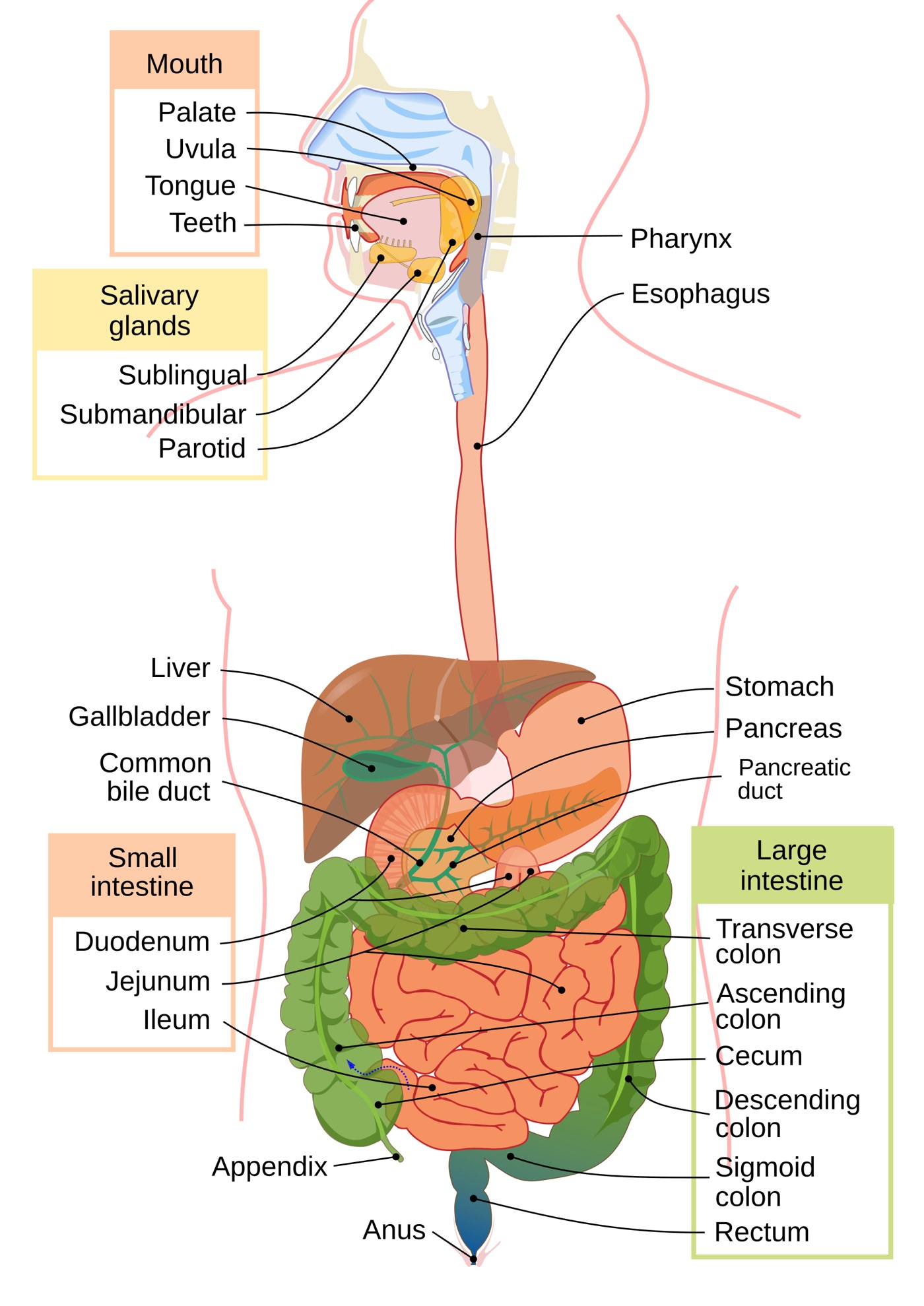 Labeled figure of the digestive system