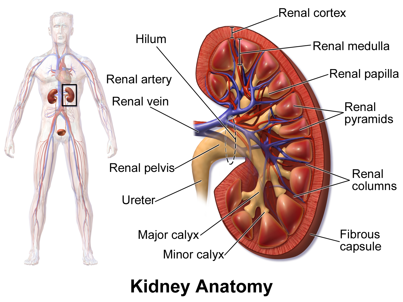 Labeled figure of kidney internal anatomy