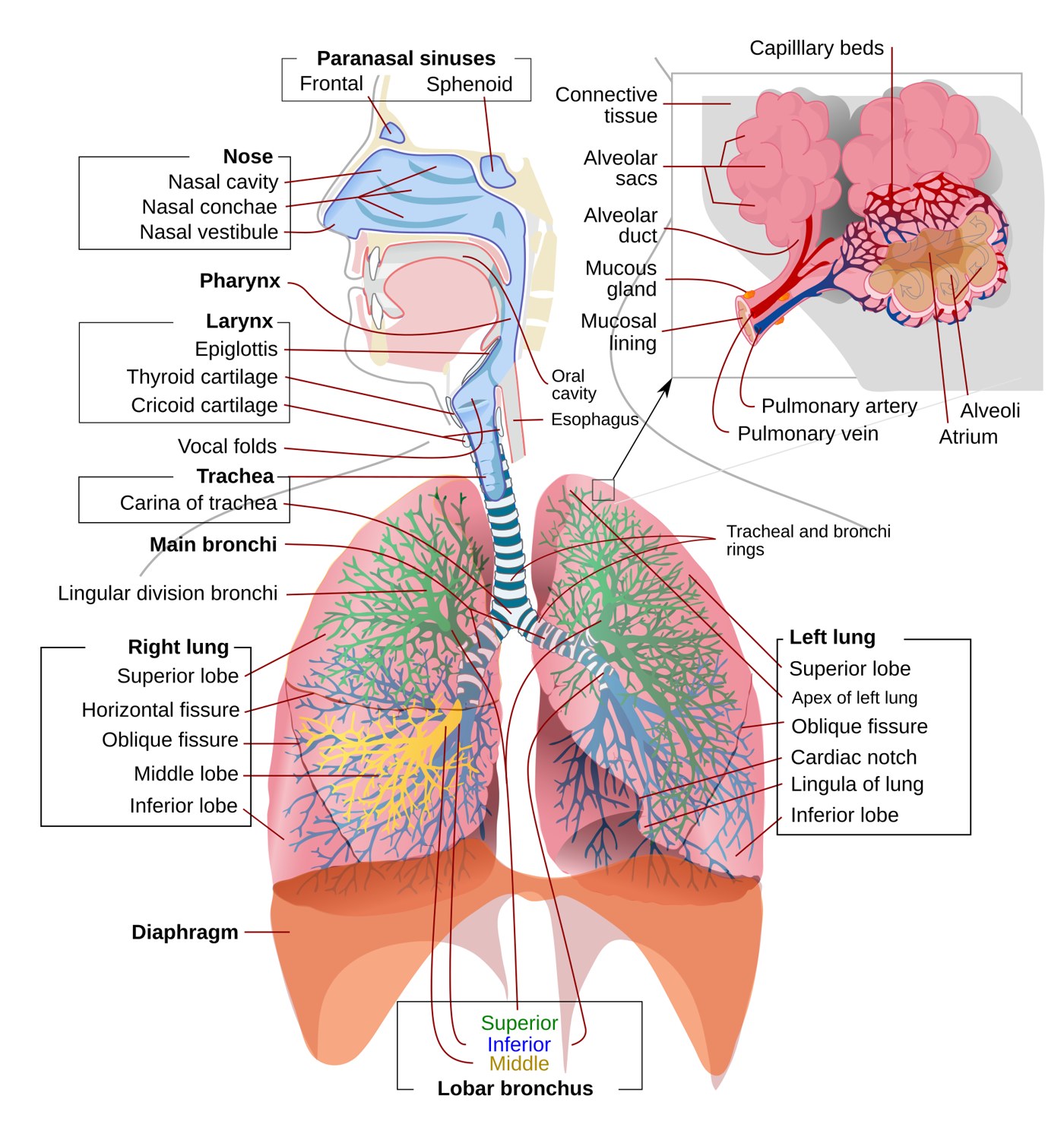 Labeled figure of the respiratory system with an alveoli inset