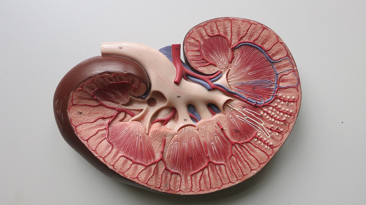 Teaching model of a kidney cut open showing cortex, medulla, pelvis and ureter