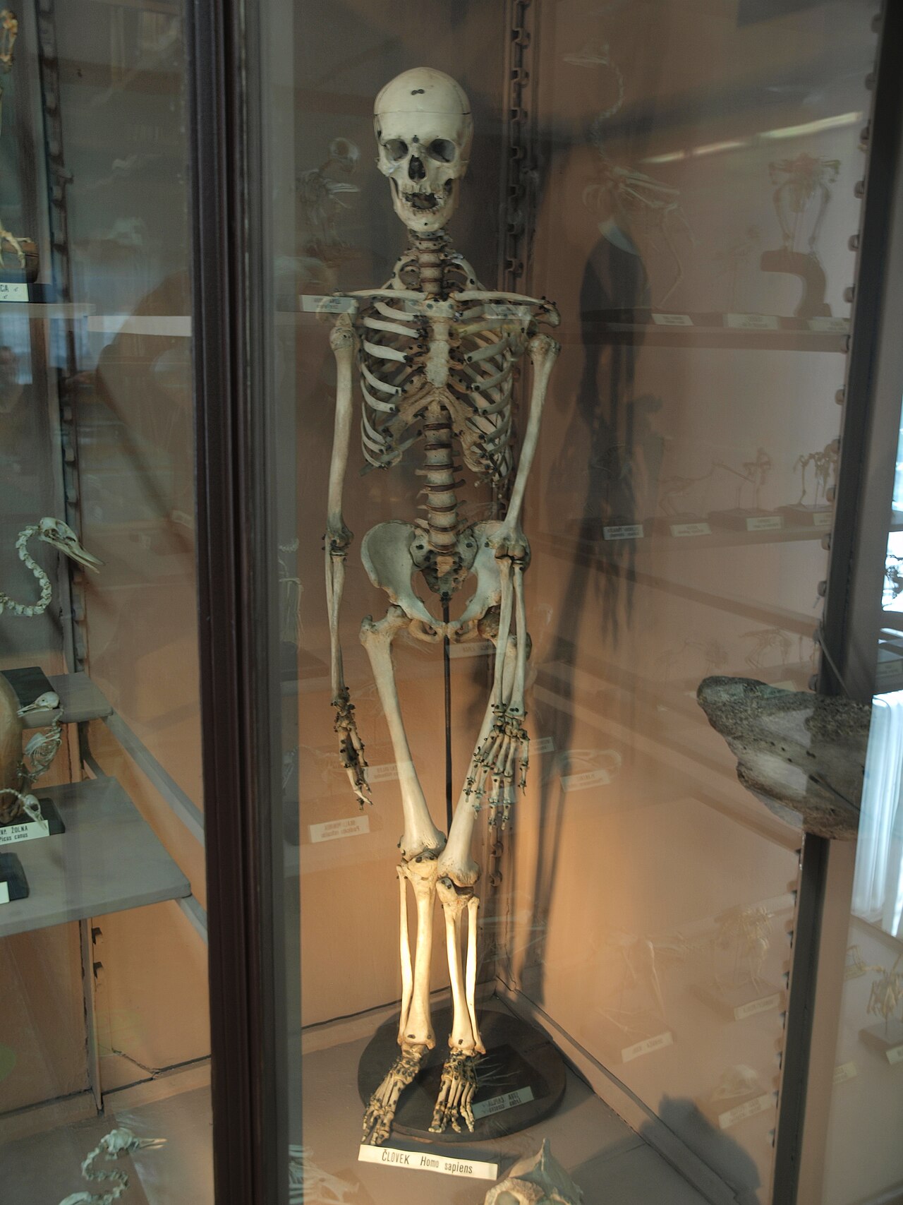 Complete real human skeleton in a museum case, front view