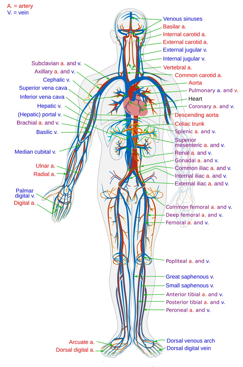 The circulatory system